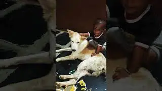 Sahachari(Telugu)-Charlie 777||relationship with dog#charlie777#rishabshetty#doglover#petlover#viral