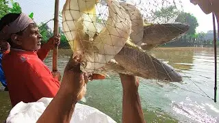 Amazing Cast Net Fishing | Village Festival Net Fishing