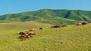 Flock of sheep grazing on grassy hillside under blue sky, drone view.