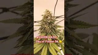 Dancing Silver Haze 💃🏼😏 - Day 56 of Flower 🔥 #silverhaze #bigbuds #indoorplants