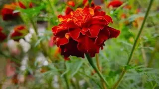 তুমি  রবে নিরবে #Livesteam #Livesteaming #Live