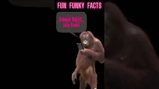 Tinder for orangutans is a thing! #tinder #orangutan #zoo #funfacts #shorts