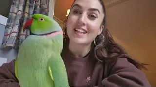 JE REPONDS À VOS QUESTIONS  -  KIWI PERRUCHE A COLLIER QUI PARLE 🥰
