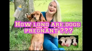 How long is a dog pregnant?