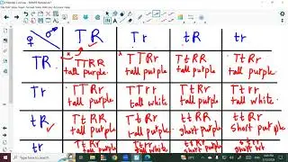 4 Mendel 2nd law BY MR Amr Rahal