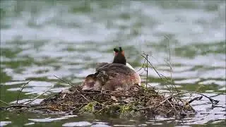 Great Crested Grebe nesting