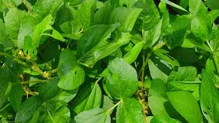 NRC 150 vs JS 2503 soyabean सोयाबीन 50 दिन की अवस्था में । #vlog #farming #trending #agri #viral 