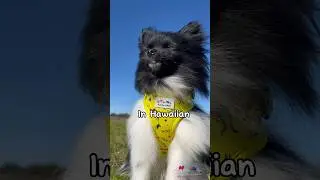 In Hawaiian 🌺 #kahu #petlovers #pet #dog #cutedog #doglovers #adorable #bestlife #pomeranian