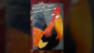 rooster canvas painting, #shorts, #painting, #rooster, #art,