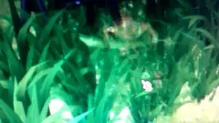 Master Yi Dance ( engelweg)