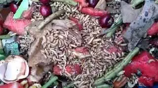Black Soldier Fly Larvae in Compost