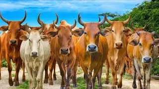 Herding Thousands of Cute, Tame Cows Roaming the Road - Cows Dancing. Cute Cows. Cow Sounds
