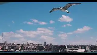Bird Fly in Sea || Cybermate Techz || Whatsapp Status Video |