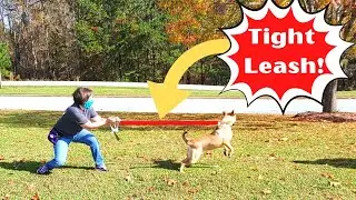 STOP your dog PULLING on leash FOREVER
