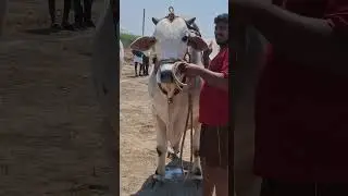 Ongole Bull || trend ||