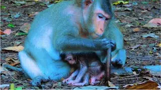Mommy monkey nursing her baby&rsquo;s tail. @monkeyscorner
