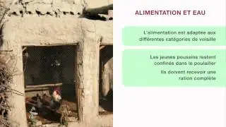 Nutrition et alimentation en aviculture familiale &ndash; Le syst&egrave;me semi-intensif