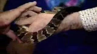 Snake Handlers at Jolo, West Virginia