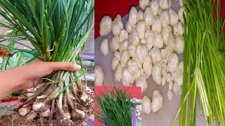 hare Lehsan ko kaise safe karen/Save green Garlic for a long time/@FakhraShahid603