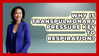Why Is Transpulmonary Pressure Key To Respiration? - All About Anatomy Answers