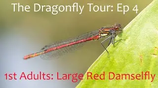 Dragonfly Tour Ep4   First adults: Large Red Damselfly