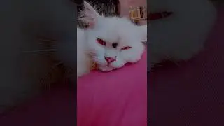 parision cat #for sale#uttar pradesh #muzaffarnagar #9368414805#😍😍😍