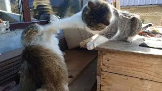 Father cat slaps mother cat on the face