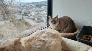 NPO 小さな天使club 保護動物部 がライブ配信中！
