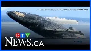First humpback whales of the season spark excitement and concern on B.C.'s coast