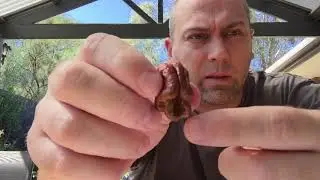 Reaper x Chocolate SRTSL