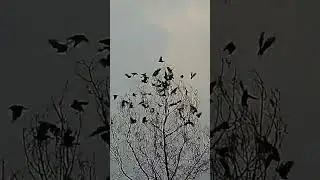 Rosy Starling Hunting Shot Kam #viral #reaction #subscribe