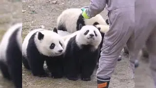 🐼🐼Hungry Panda Cubbies Can't Wait to Have their Meal 😍😘 So Cute #shorts