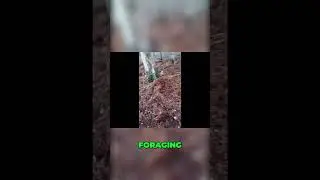 Foraging Vegan Fried Oyster Mushrooms! (Easy Recipe) #shorts