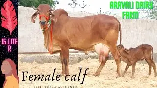 top quality gir cow female calf 15 L aravali dairy farm 9983954391