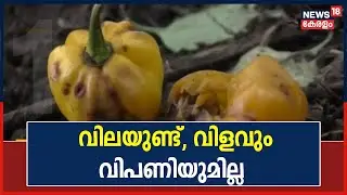 മാലി മുളക് കർഷകർ പ്രതിസന്ധിയിൽ; വില ഉയർന്നെങ്കിലും വിളവും വിപണിയുമില്ല