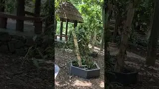 #vanilla plant grows on a wooden support structure (Vanilla planifolia)