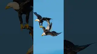 Rare Footage Of Bald Eagles Make Love While Free Fall 😳🦅 #shorts