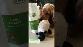 PureCult Eco-friendly & pet friendly floor cleaner