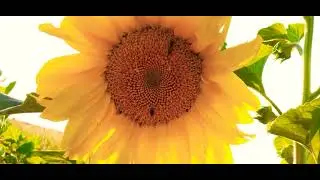 Helianthus annuus,common sunflower,lule dielli