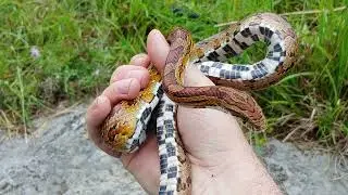 Beautiful adult female corn snake in KY at an abandoned trailer site 20 August 2025 