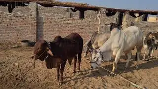 Tharparkar bull | Red sindhi bull | Kankrej bull @Nohato dairy form amarkot+923453717338