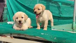 Labrador puppy available 7489974364