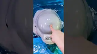 Why a Beluga Whale&rsquo;s Head Is Soft and Bouncy #animals #beluga #shorts