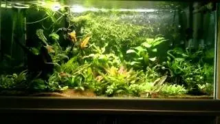 Croaking gouramis croaking