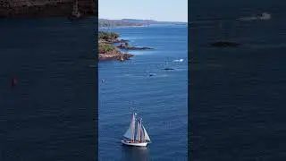 Sailing Out of Camden Harbor | Schooner Olad on a Perfect Maine Day