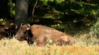 Lone Elk Park