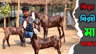 শিরহী ছাগল কিনুন মা বাচ্চা কোয়ালিটি ফুল আব্দুল খালেক ভাইয়ের ফার্ম  থেকে 💥💥