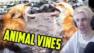 xQc Reacts to ancient forgotten animal vines to watch when you're depressed af | xQcOW