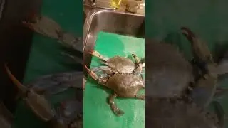 Eating Wife Cake And Preparation For Blue Crabs Cooking With A Budweiser Beer Part 1