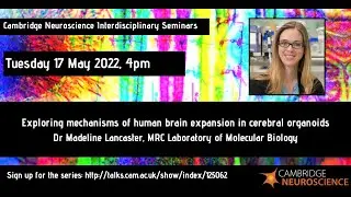 Madeline Lancaster - Exploring mechanisms of human brain expansion in cerebral organoids - Cam Neuro